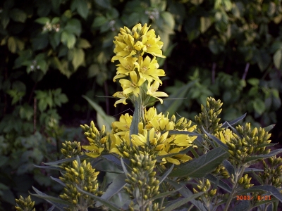  Lysimachia vulgaris